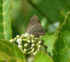 Deudorix epijarbas