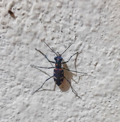Cosmodela virgula
