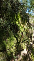 Dendrobium striolatum