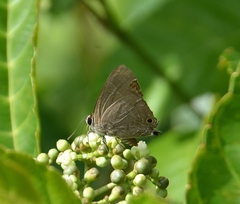 Deudorix epijarbas