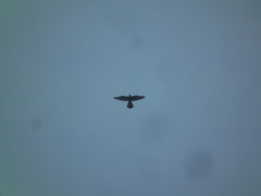 Falco