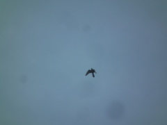 Falco