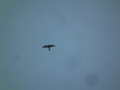 Falco