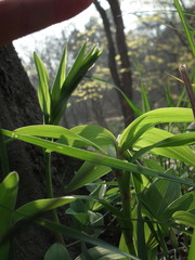 Polygonatum odoratum