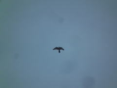 Falco