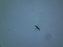 Falco