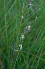 Carex globularis