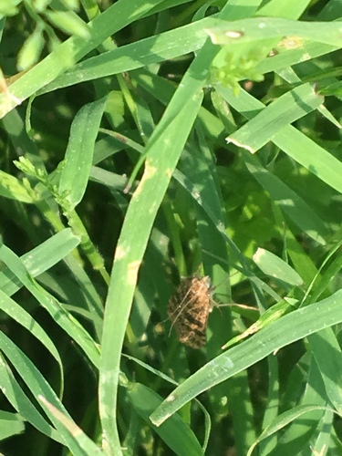 Lucerne Moth photo 5