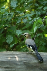 Garrulus glandarius