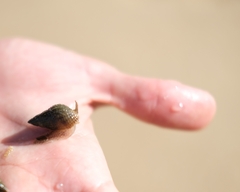 Tritia reticulata