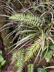 Asplenium polyodon