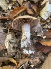 Cortinarius torvus