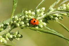 Coccinella quinquepunctata