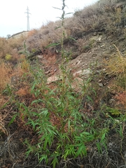 Cannabis sativa spontanea