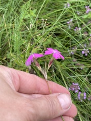 Dianthus borbasii