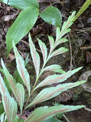 Asplenium polyodon