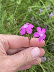 Dianthus borbasii