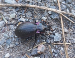 Carabus nemoralis