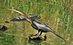 Anhinga rufa rufa
