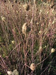 Daucus