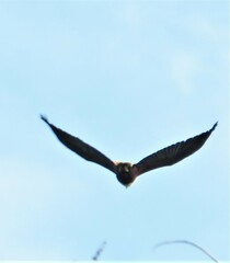 Haliaeetus vocifer