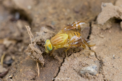 Acidoxantha