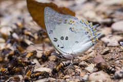 Polyura delphis