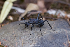 Polyrhachis armata