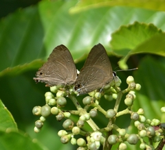 Deudorix epijarbas