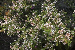 Erica spectabilis