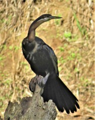 Anhinga rufa rufa