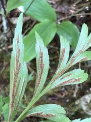 Asplenium polyodon