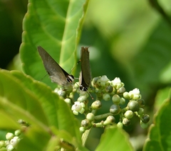 Deudorix epijarbas