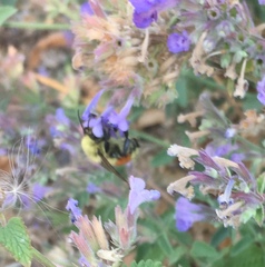 Bombus huntii