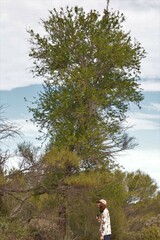 Bursaria occidentalis