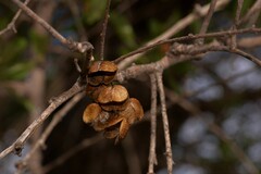 Bursaria occidentalis