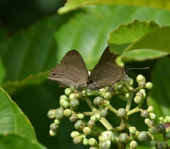 Deudorix epijarbas
