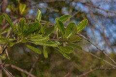 Bursaria occidentalis