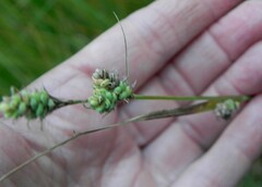 Carex globularis