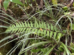 Asplenium polyodon