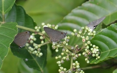 Deudorix epijarbas