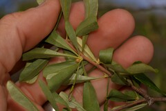 Bursaria occidentalis