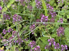 Thymus pulegioides
