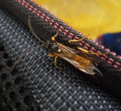 Ichneumon