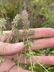 Thymus pulegioides