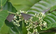 Deudorix epijarbas