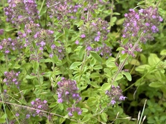 Thymus pulegioides