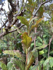 Vaccinium calycinum