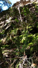 Stylidium laricifolium