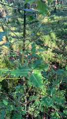 Ilex aquifolium